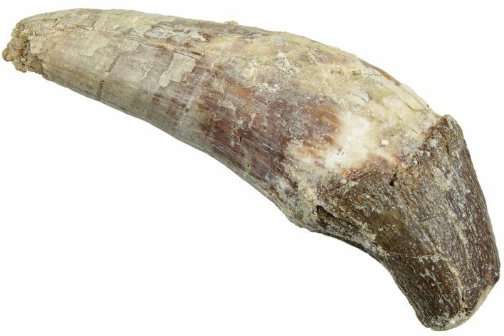 Fossil Primitive Whale (Pappocetus) Incisor Tooth - Morocco #238042